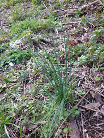 Allium vineale